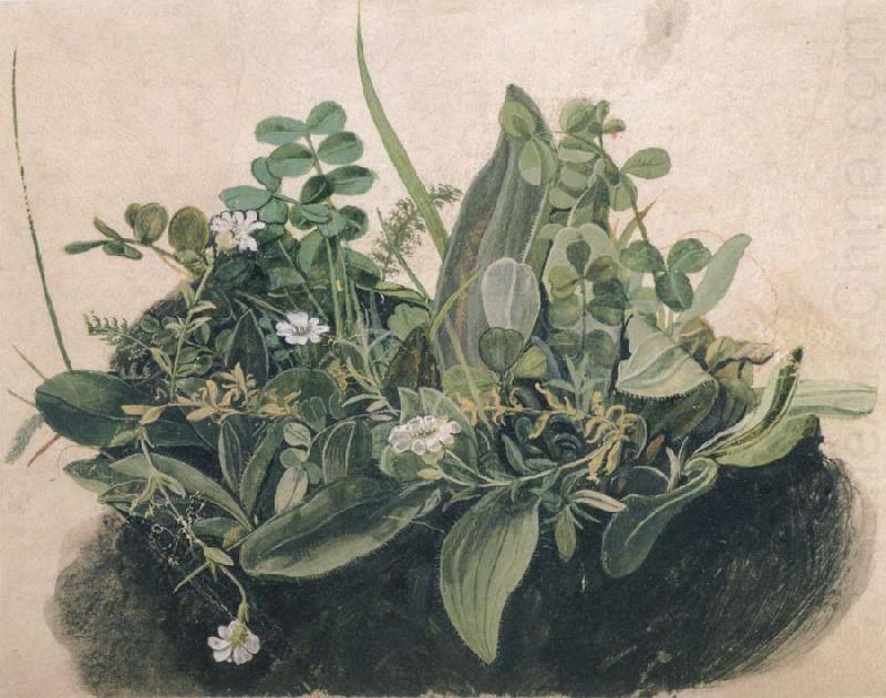 unknow artist Small Clump of Wayside Plants